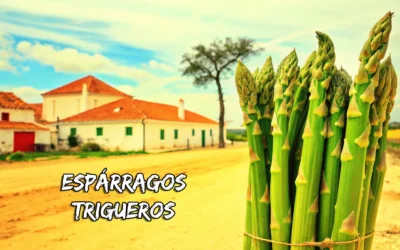 Espárragos trigueros: Recetas y formas de prepararlos en tu cocina