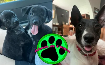 Entrevista a Amaya de Alma de 4 Patas