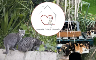 Entrevista a la Asociación Felina 7 Vidas de Coín