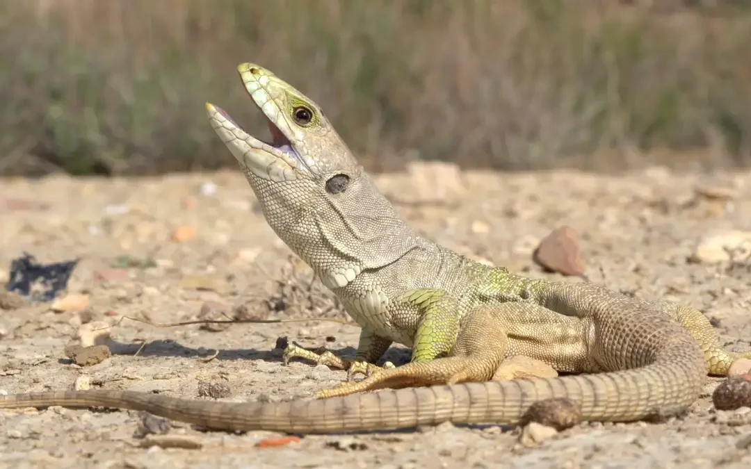 Lagarto bético Timon nevadensis