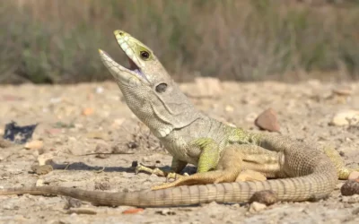 Lagarto bético Timon nevadensis: Características y conservación en España