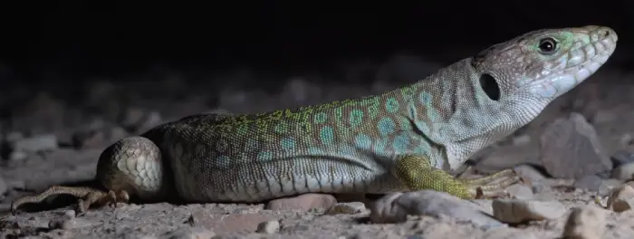 Lagarto bético hembra