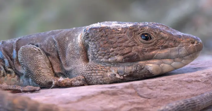 Lagarto bético macho