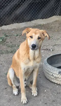 adopta en Alhaurín el Grande