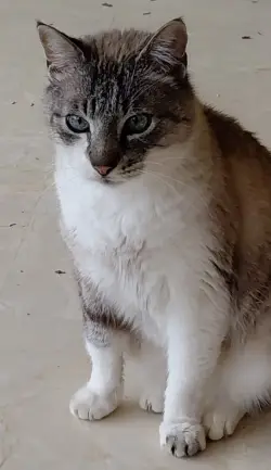 alma de 4 patas gatos