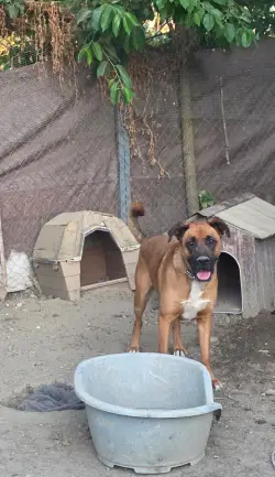 alma de 4 patas perros
