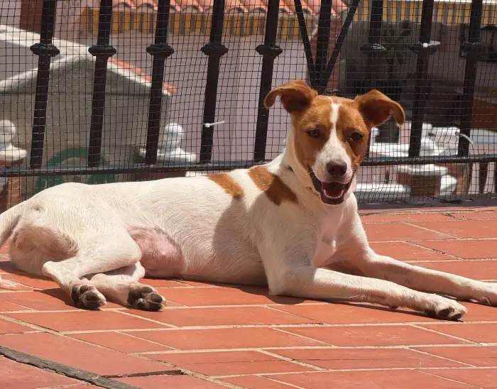 asociación Alma de 4 Patas Alhaurín