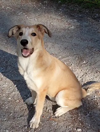 no al abandono de mascotas