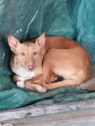 podencos abandonados