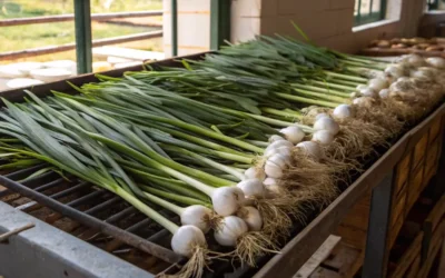 Cómo conservar cebollas frescas y evitar que se estropeen