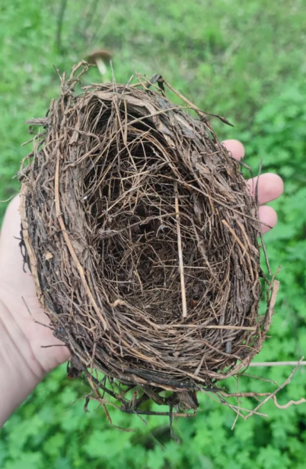 nido en la huerta de permacultura