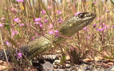 Culebra bastarda Malpolon monspessulanus: características y hábitat en España