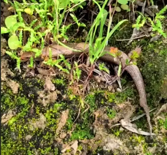 Eslizón ibérico visto en el Valle del Guadalhorce