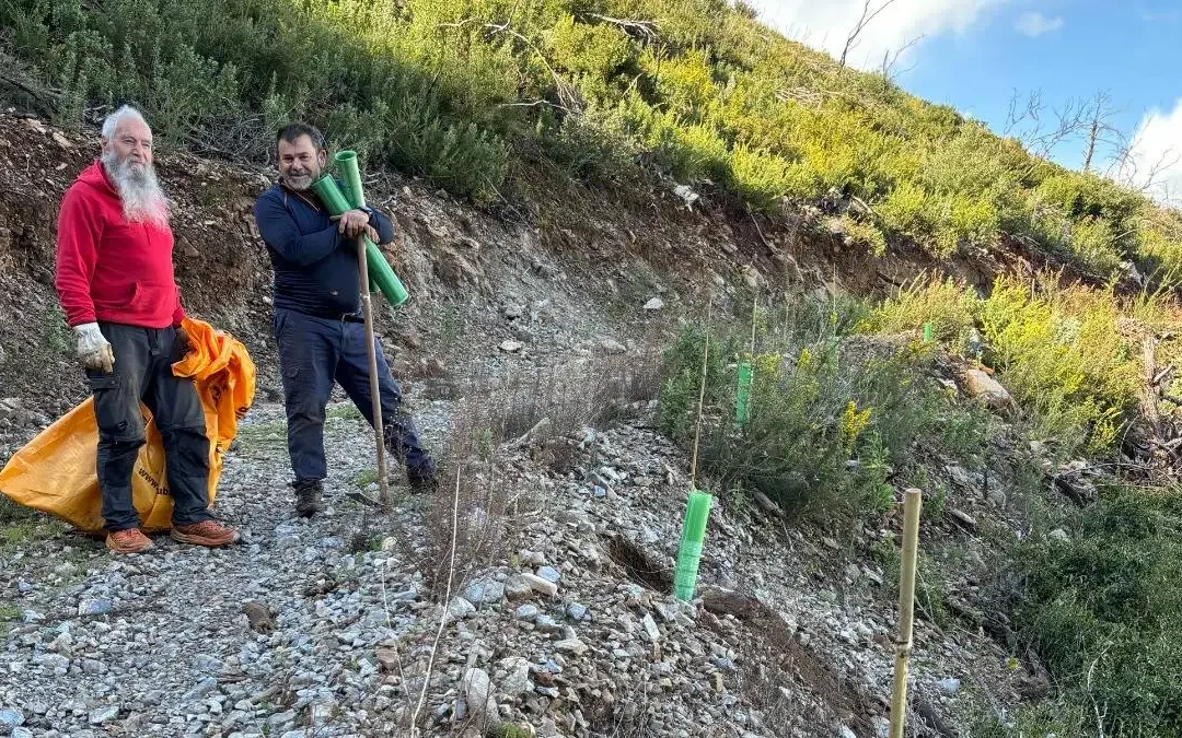 Repoblación forestal CD Alpino Jarapalos