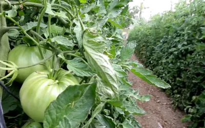 Cooperativas agrícolas y puntos de venta directa en el Valle del Guadalhorce: un modelo sostenible