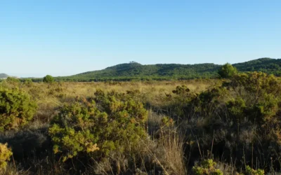 Llano de Matagallar en Coín: área recreativa, rutas y naturaleza