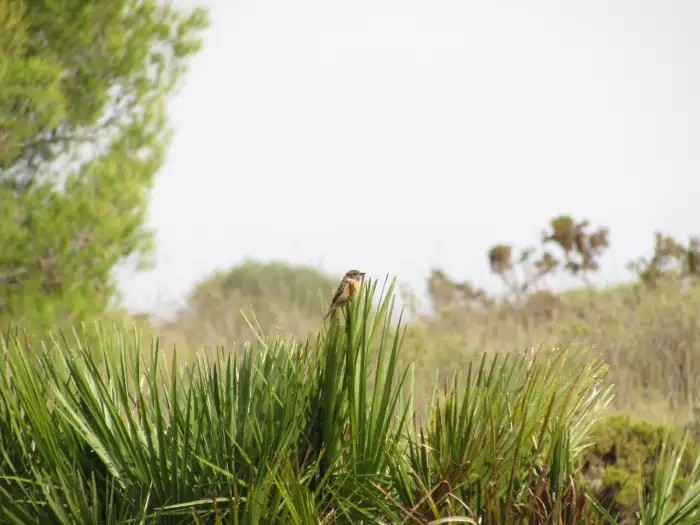 flora y fauna Llano de Matagallar