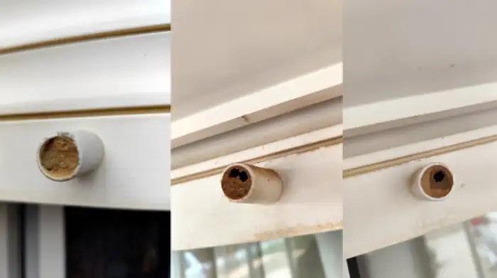 nidos de avispas alfareras en persianas