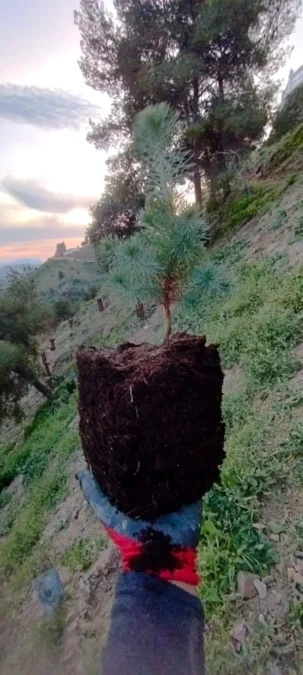 reforestación en Álora