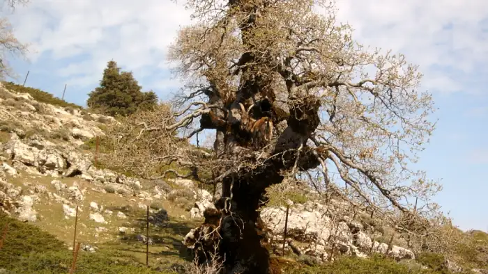 rutas de senderismo por la Sierra de las Nieves