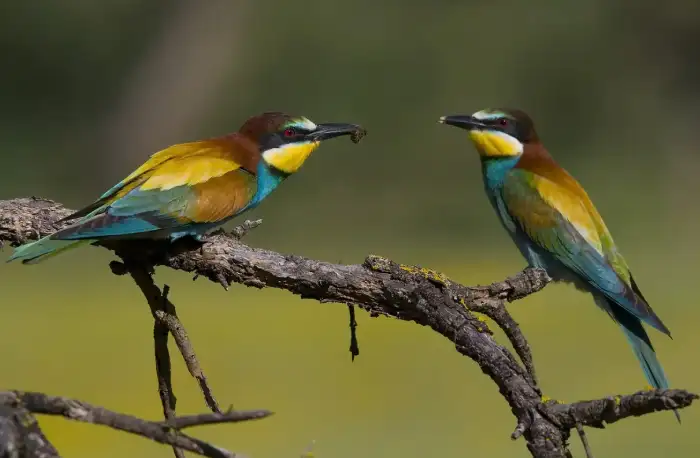 Abejaruco común europeo Málaga