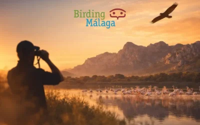 Birding Málaga: Guía Completa para el Avistamiento de Aves en la Provincia | 2026
