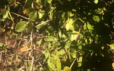 Maytenus senegalensis en el Valle del Guadalhorce: conservación, hábitat y usos tradicionales