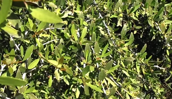 Maytenus senegalensis, su subsp europaea