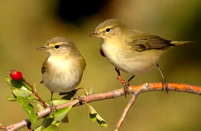 Mosquitero ibérico Birding Málaga