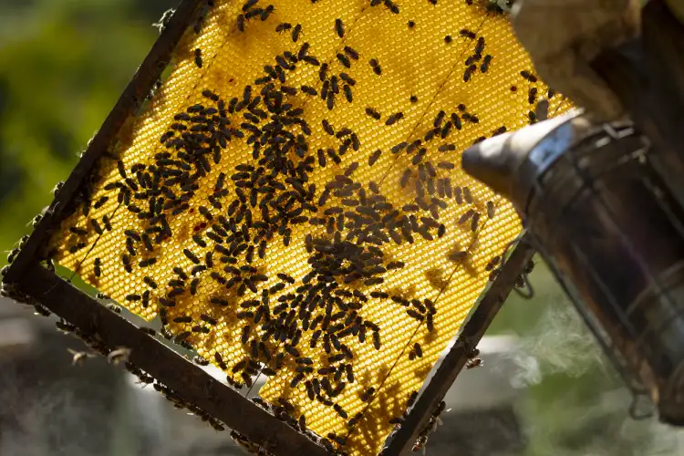 Abejas del apicultor Rafael Ocaña de Coín