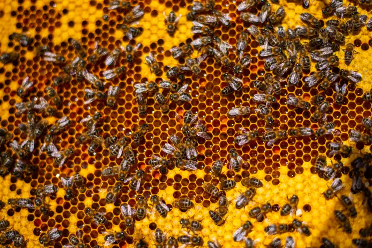 Abejas miel y larvas en el panal