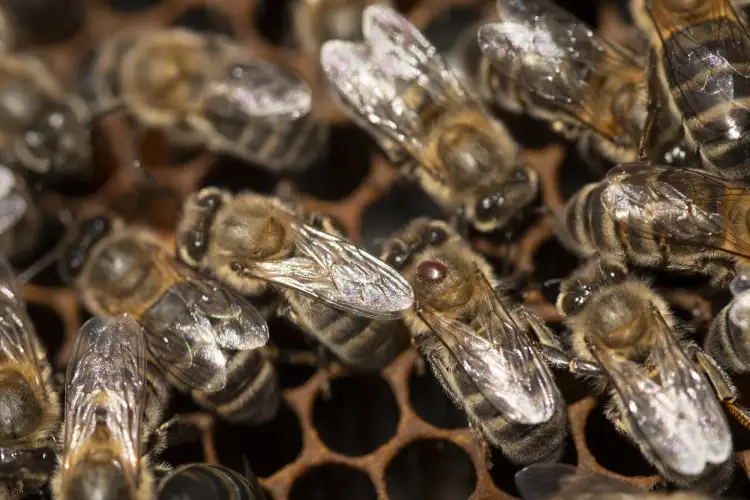Ácaro Varroa destructor en una de las abejas