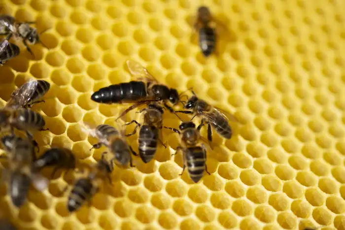 Zánganos de abejas