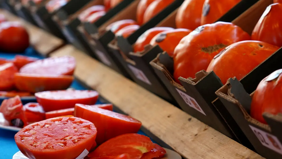 concurso tomate huevo de toro Coín