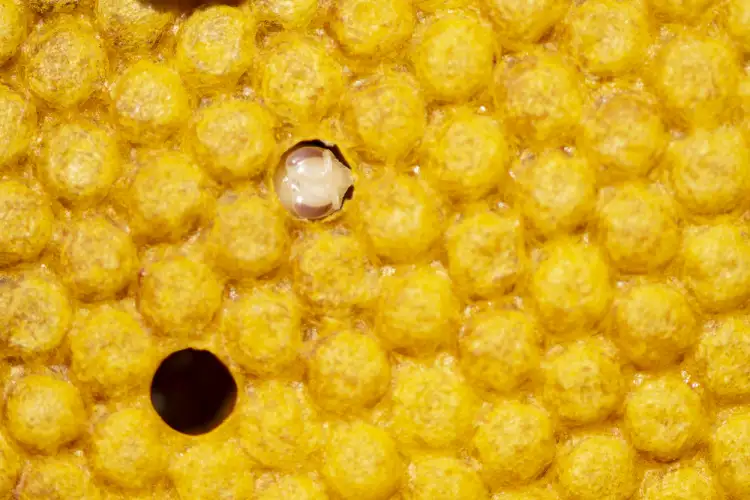 larva de abejas en su celda del panal