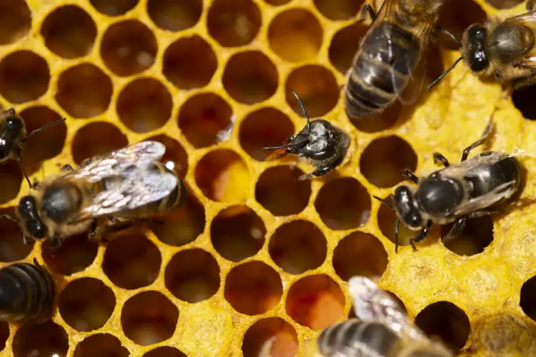 nueva abeja saliendo de su celda en el panal
