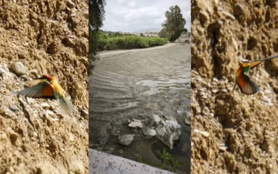 Denuncia por destrucción de espacio protegido Red Natura 2000 en Cártama