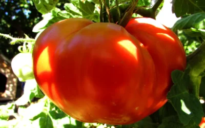 Mercados y tiendas ecológicas en Málaga: mapa real de la huerta a la mesa