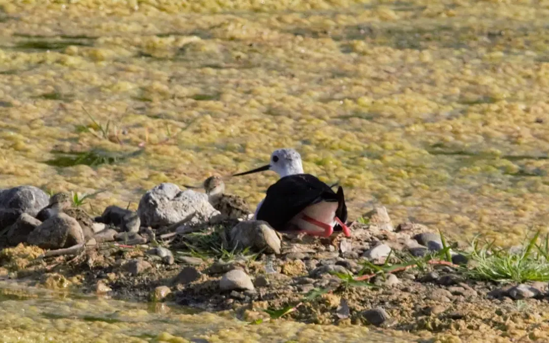 Exigen paralizar las obras en Río Grande por riesgo a aves