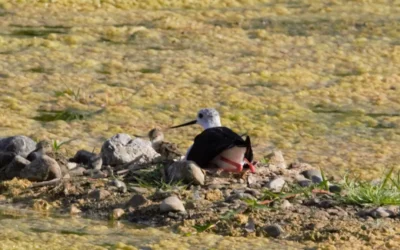Exigen paralizar las obras en Río Grande por riesgo a aves
