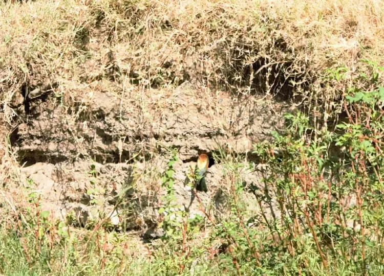 abejaruco en Río Grande