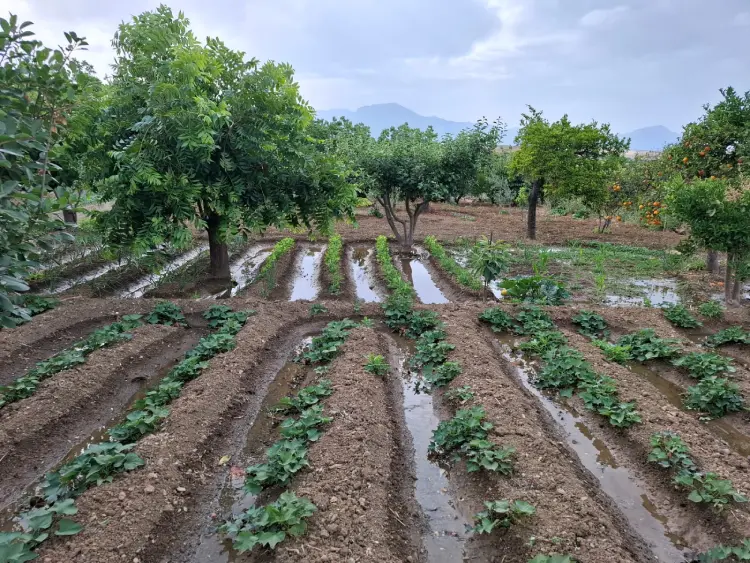 Tierras de regadío en La Jara