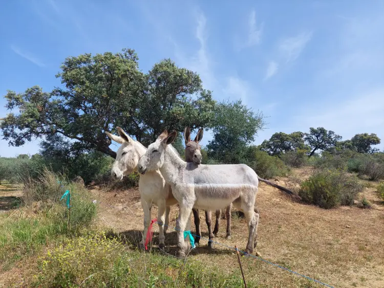 animales domésticos en La Jara
