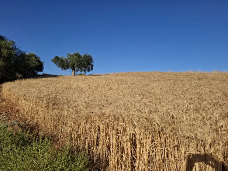 cereales en La Jara de Coín